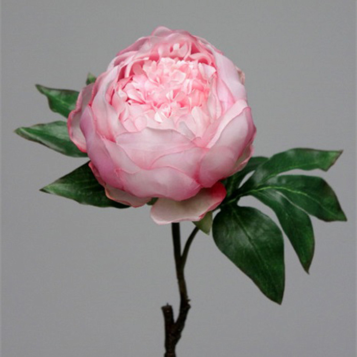 Пион малиновый