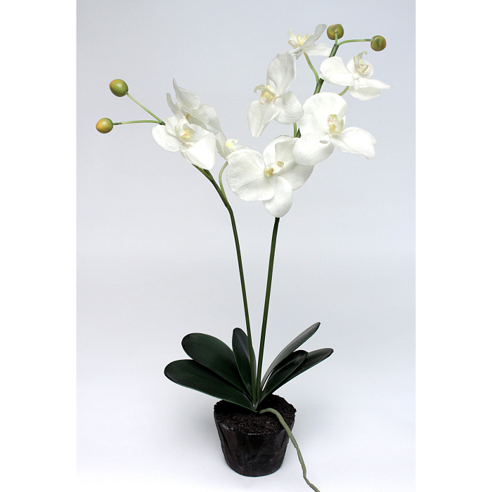 Фаленопсис белый