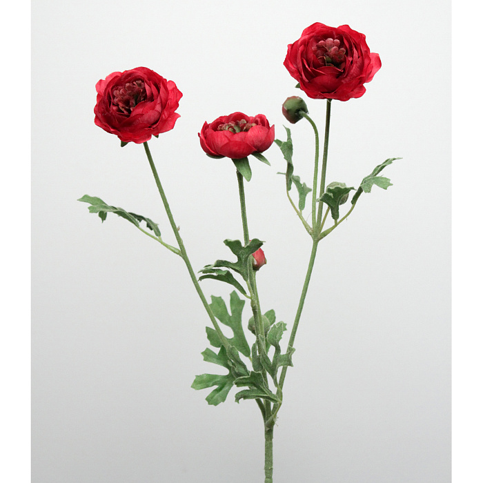 Ранункулюс красный кустовой