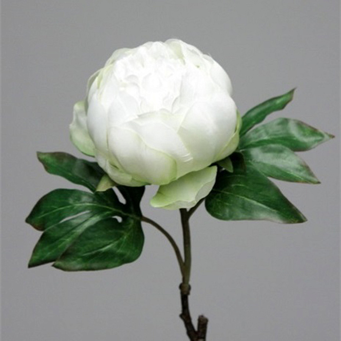 Пион бело-зелёный