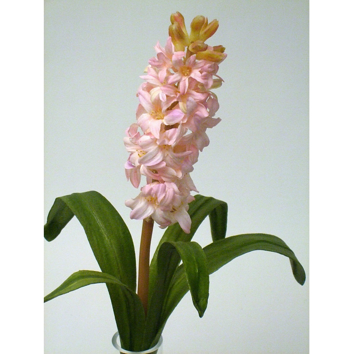 Гиацинт светло-розовый