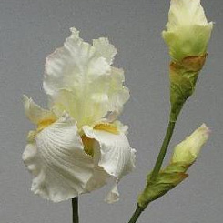 Ирис белый