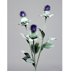 Сафлор синий