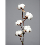 Ветка хлопка
