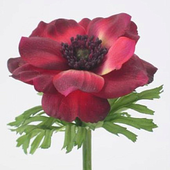 Анемон бордовый