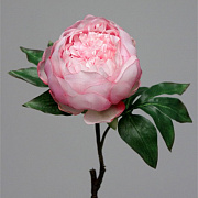 Пион малиновый