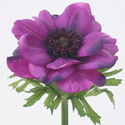 Анемон фиолетовый