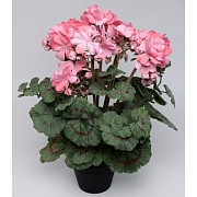 Герань розовая в горшке