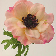 Анемон персиковый