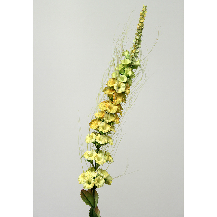 Кошачья лапка желтая