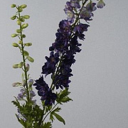 Дельфиниум фиолетовый