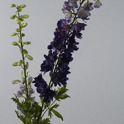 Дельфиниум фиолетовый