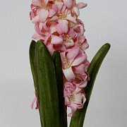 Гиацинт розовый