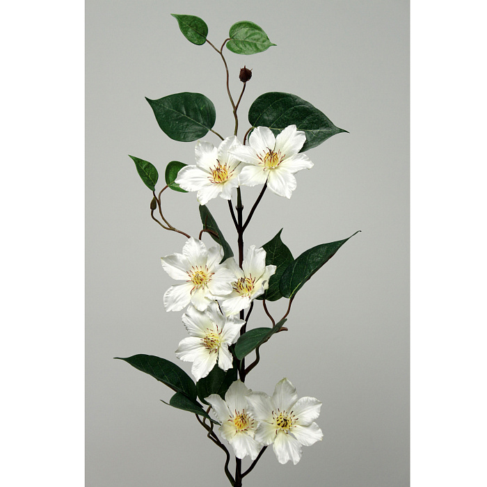 Клематис белый