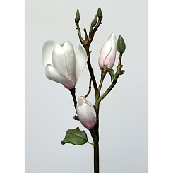 Магнолия бело-розовая