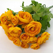 Лютик кустовой