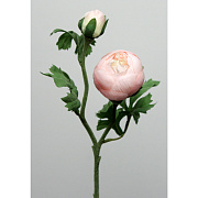 Ранункулюс розовый