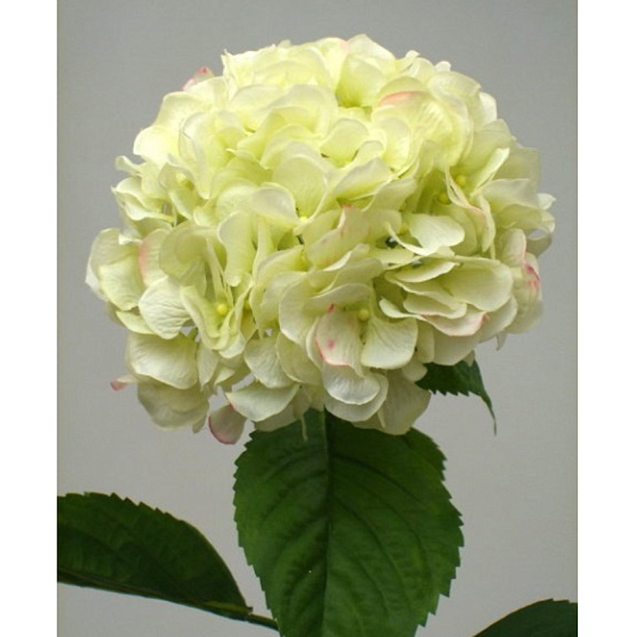 Гортензия кремовая