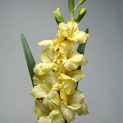 Гладиолус желтый