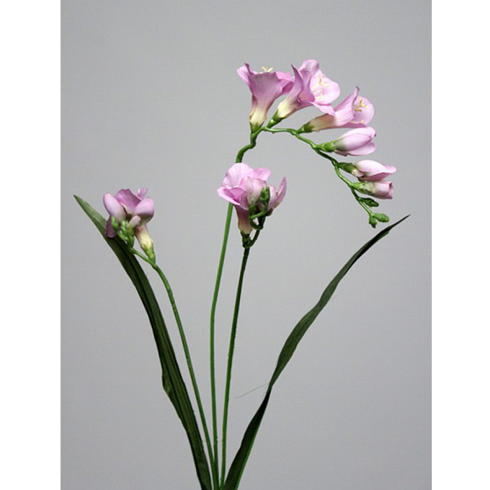 Фрезия фиолетовая