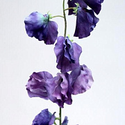 Горошек душистый пурпурный