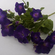 Петуния фиолетовая
