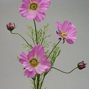 Космея розовая