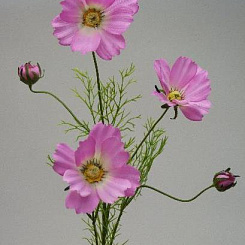 Космея розовая