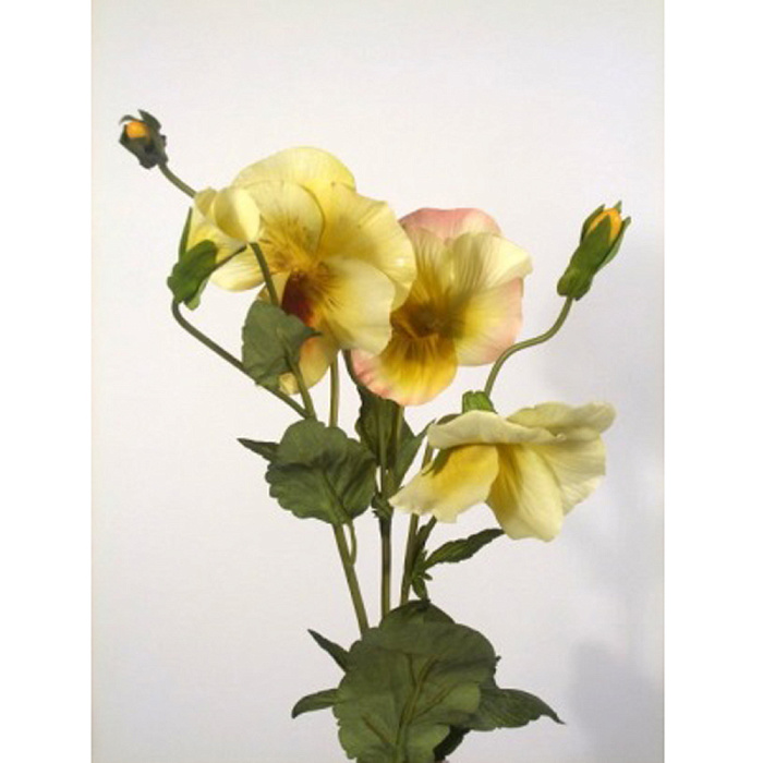 Анютины глазки желтые