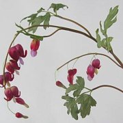 Разбитое сердце