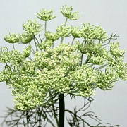 Королева Анна зеленая