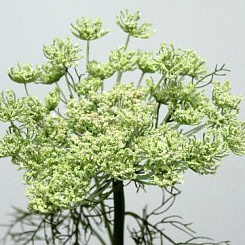 Королева Анна зеленая