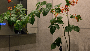 Частная квартира в Санкт-Петербурге на Моховой