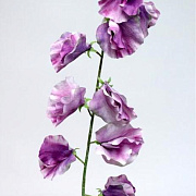 Горошек душистый лавандовый