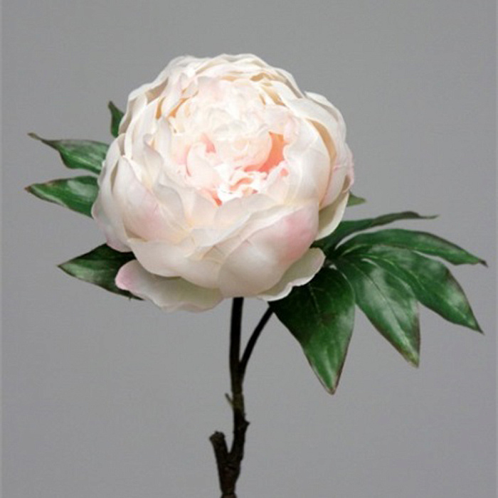 Пион розовый