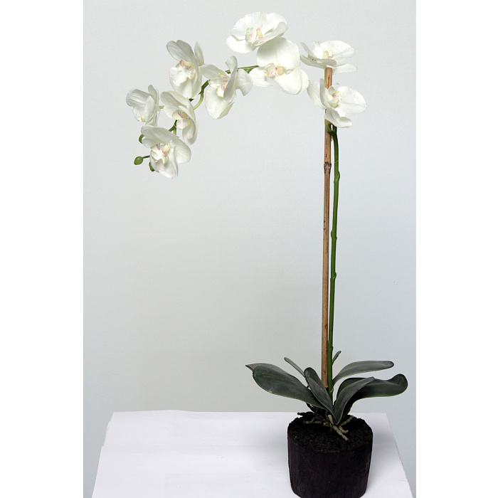 Фаленопсис белый