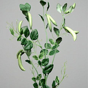 Ветка гороха со стручками