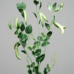 Ветка гороха со стручками