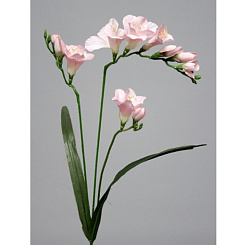 Фрезия розовая