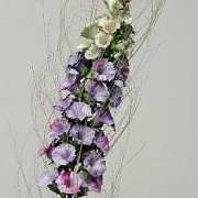 Кошачья лапка лавандовая