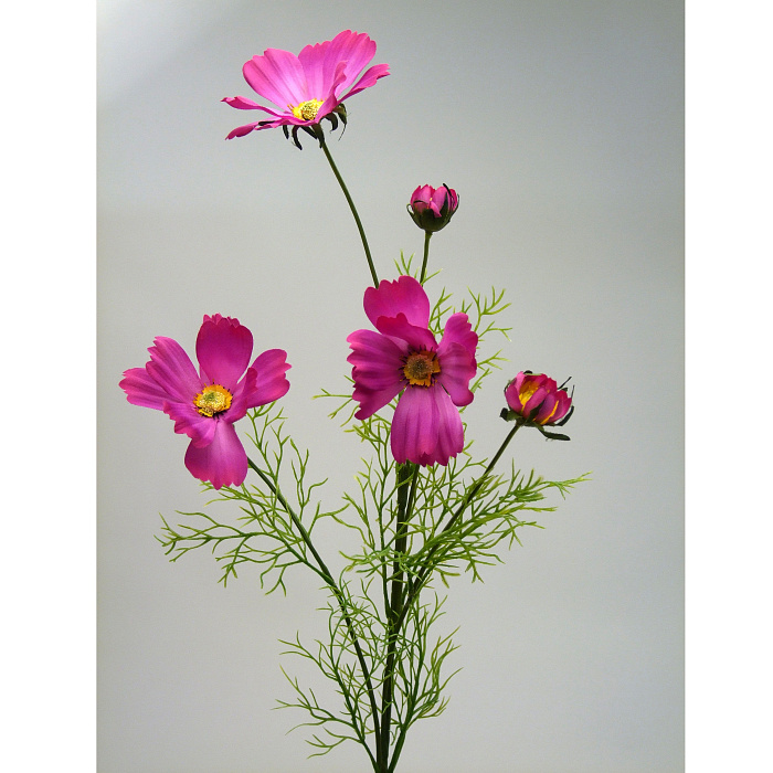 Космея цвета фуксии