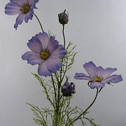 Космея лавандовая