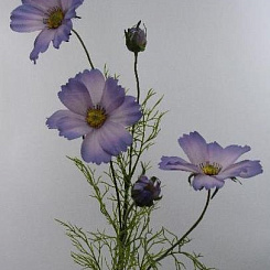 Космея лавандовая