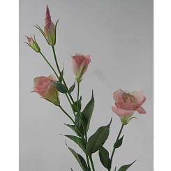 Лизиантус розовый