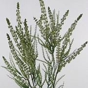 Золотарник