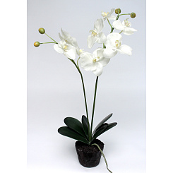 Фаленопсис белый