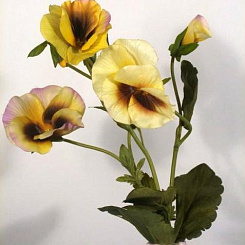 Анютины глазки желтые