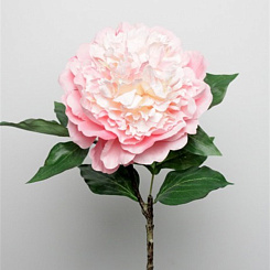 Пион махровый розовый