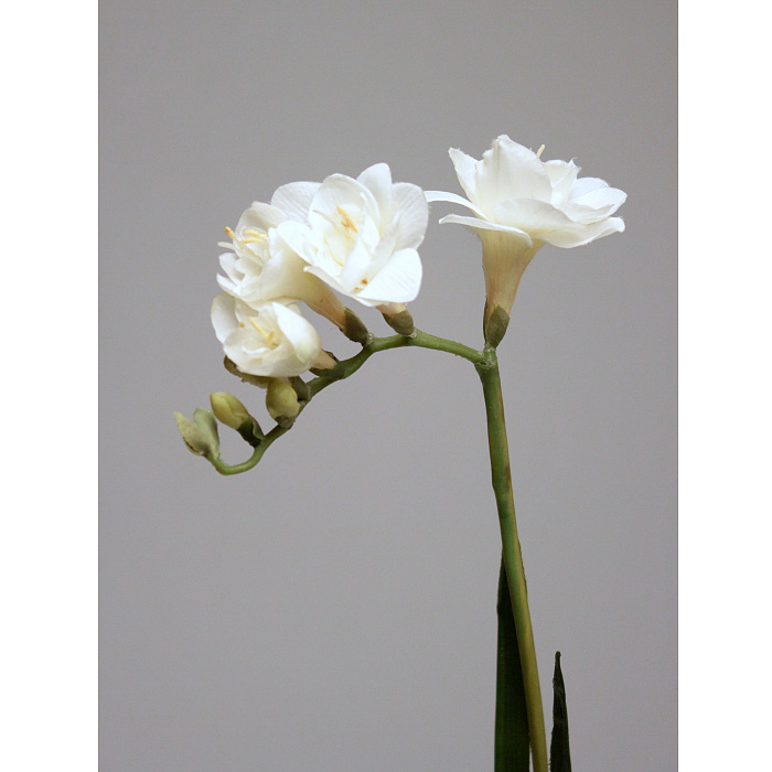 Фрезия кремовая