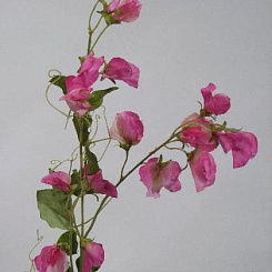 Душистый горошек розовый